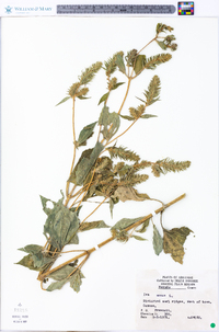 Iva annua image