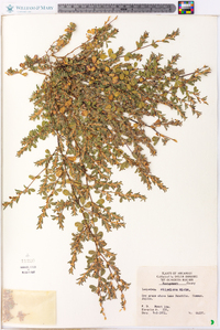 Lespedeza stipulacea image