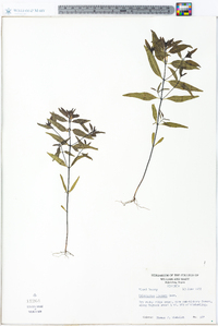 Melampyrum lineare image