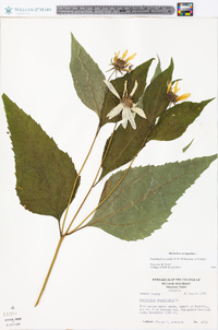 Helianthus decapetalus image