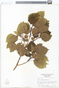 Populus grandidentata image