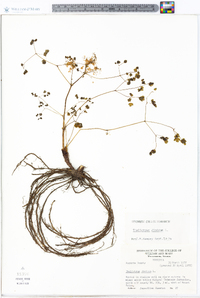 Thalictrum dioicum image