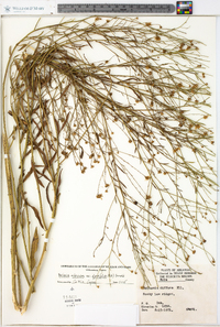 Boltonia asteroides image