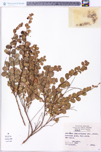 Andrachne phyllanthoides image