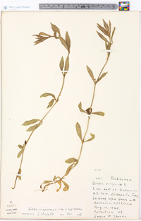 Diodia virginiana var. virginiana image