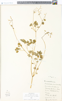 Thalictrum clavatum image