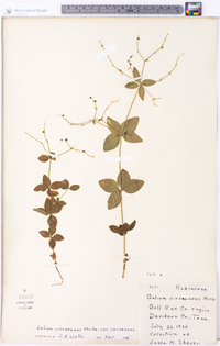 Galium circaezans image