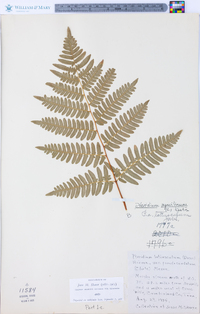 Pteridium aquilinum var. latiusculum image