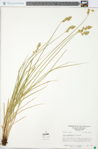 Carex argyrantha image