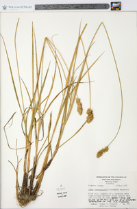 Carex laevivaginata image