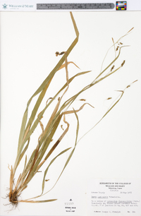 Carex laxiculmis image