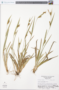 Carex flaccosperma image