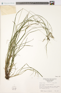 Carex swanii image