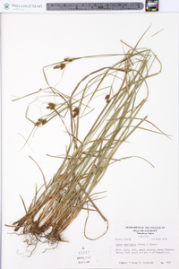 Carex complanata image