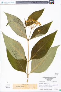 Asclepias exaltata image