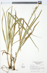 Carex sparganioides image