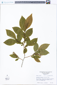 Leucothoe recurva image