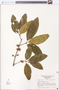 Quercus imbricaria image