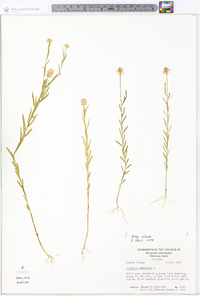 Polygala sanguinea image