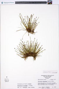 Eleocharis olivacea image