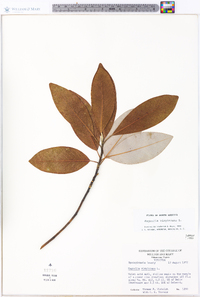 Magnolia virginiana image