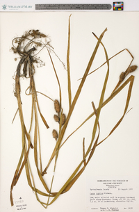 Carex typhina image