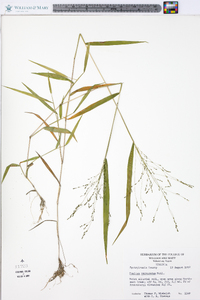 Kellochloa verrucosa image