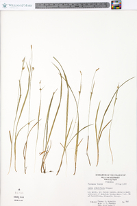 Carex styloflexa image