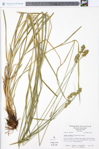 Carex normalis image