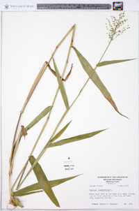 Panicum clandestinum image