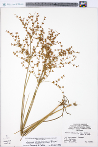 Juncus diffusissimus image