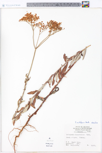 Eriogonum multiflorum image