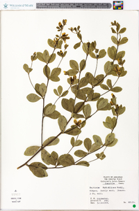 Baptisia nuttalliana image