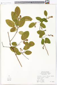 Berchemia scandens image