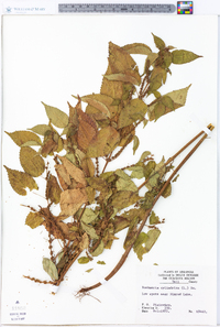 Image Associated With the Occurence