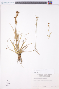 Rhynchospora recognita image