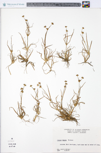 Juncus repens image