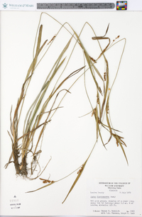 Carex flaccosperma image