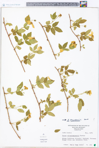 Rubus flagellaris image