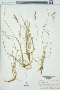 Poa cuspidata image