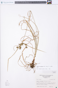 Cyperus croceus image