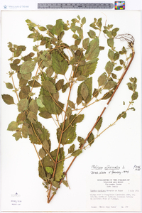 Melissa officinalis image