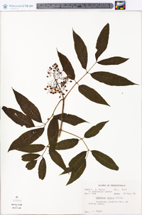 Sambucus racemosa subsp. racemosa image