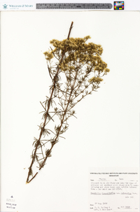 Eupatorium hyssopifolium image