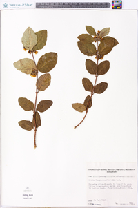 Symphoricarpos occidentalis image