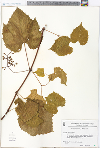 Vitis vulpina image