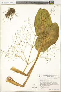 Alisma subcordatum image