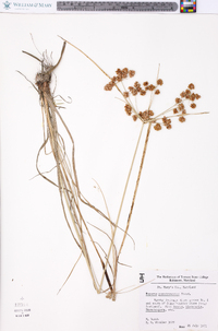 Cyperus pseudovegetus image