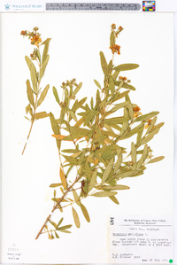 Hypericum prolificum image