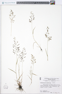 Eragrostis minor image